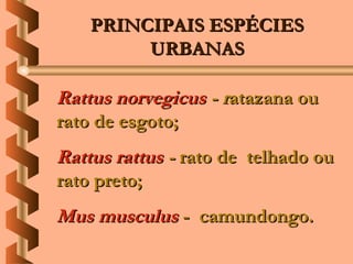 PRINCIPAIS ESPÉCIES
         URBANAS

Rattus norvegicus - ratazana ou
rato de esgoto;
Rattus rattus - rato de telhado ou
rato preto;
Mus musculus - camundongo.
 