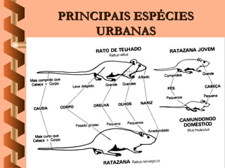 PRINCIPAIS ESPÉCIES
     URBANAS
 