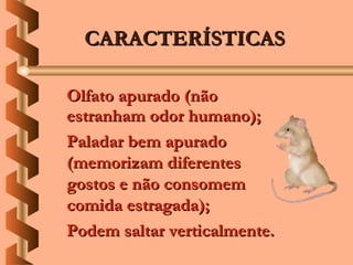 CARACTERÍSTICAS

Olfato apurado (não
estranham odor humano);
Paladar bem apurado
(memorizam diferentes
gostos e não consomem
comida estragada);
Podem saltar verticalmente.
 