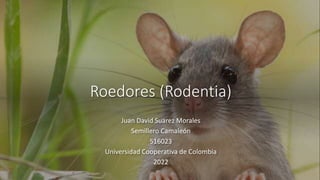 Roedores (Rodentia)
Juan David Suarez Morales
Semillero Camaleón
516023
Universidad Cooperativa de Colombia
2022
 