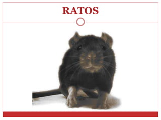 RATOS
 