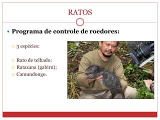 RATOS
 Programa de controle de roedores:
 3 espécies:
 Rato de telhado;
 Ratazana (gabiru);
 Camundongo.
 