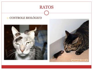 RATOS
 CONTROLE BIOLÓGICO
 