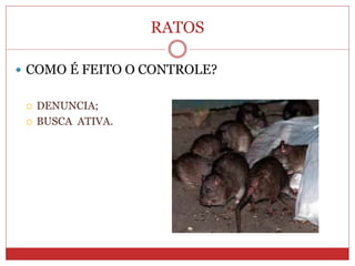 RATOS
 COMO É FEITO O CONTROLE?
 DENUNCIA;
 BUSCA ATIVA.
 