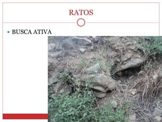 RATOS
 BUSCA ATIVA
 