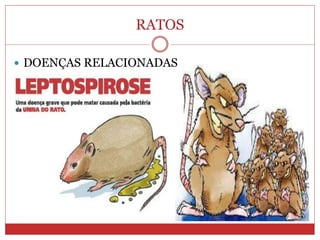RATOS
 DOENÇAS RELACIONADAS
 