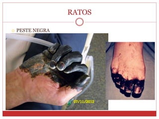 RATOS
 PESTE NEGRA
 