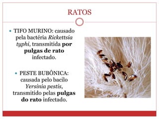 RATOS
 TIFO MURINO: causado
pela bactéria Rickettsia
typhi, transmitida por
pulgas de rato
infectado.
 PESTE BUBÔNICA:
causada pelo bacilo
Yersinia pestis,
transmitido pelas pulgas
do rato infectado.
 