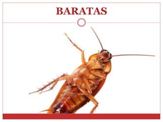 BARATAS
 