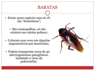 BARATAS
 Existe 4000 espécies mas só 1%
são “domésticas”;
 São cosmopolitas, só não
existem nas calotas polares;
 Colocam seus ovos em cápsulas
impenetráveis por inseticidas;
 Podem transportar cerca de 40
microrganismos patogênicos,
incluindo o vírus da
poliomielite.
 