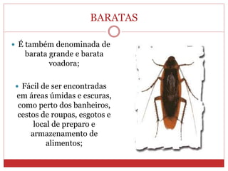 BARATAS
 É também denominada de
barata grande e barata
voadora;
 Fácil de ser encontradas
em áreas úmidas e escuras,
como perto dos banheiros,
cestos de roupas, esgotos e
local de preparo e
armazenamento de
alimentos;
 