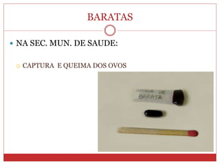 BARATAS
 NA SEC. MUN. DE SAUDE:
 CAPTURA E QUEIMA DOS OVOS
 
