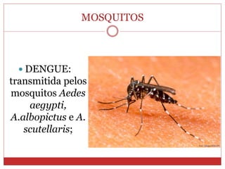 MOSQUITOS
 DENGUE:
transmitida pelos
mosquitos Aedes
aegypti,
A.albopictus e A.
scutellaris;
 