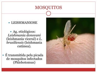 MOSQUITOS
 LEISHMANIOSE
 Ag. etiológicos:
Leishmania donovani
(leishmania viceral) e L.
brasiliensis (leishmania
cutânea).
 É transmitida pela picada
de mosquitos infectados
(Phlebotomus)
 