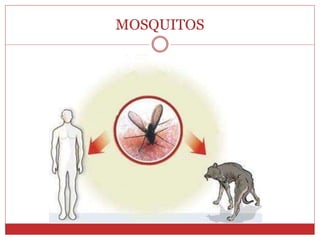 MOSQUITOS
 
