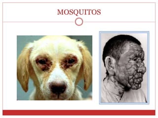 MOSQUITOS
 