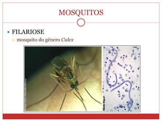 MOSQUITOS
 FILARIOSE
 mosquito do gênero Culex
 