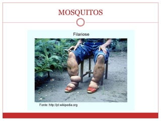 MOSQUITOS
 