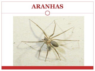 ARANHAS
 