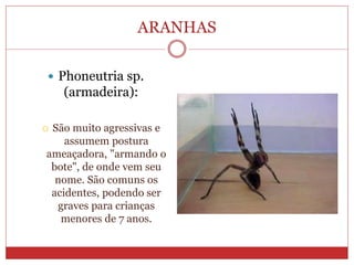 ARANHAS
 Phoneutria sp.
(armadeira):
 São muito agressivas e
assumem postura
ameaçadora, "armando o
bote", de onde vem seu
nome. São comuns os
acidentes, podendo ser
graves para crianças
menores de 7 anos.
 