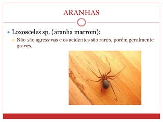 ARANHAS
 Loxosceles sp. (aranha marrom):
 Não são agressivas e os acidentes são raros, porém geralmente
graves.
 
