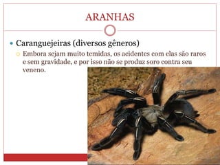 ARANHAS
 Caranguejeiras (diversos gêneros)
 Embora sejam muito temidas, os acidentes com elas são raros
e sem gravidade, e por isso não se produz soro contra seu
veneno.
 