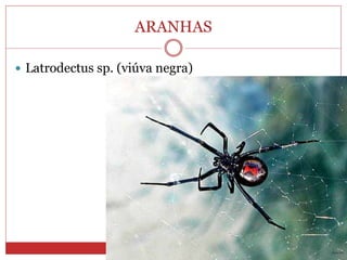 ARANHAS
 Latrodectus sp. (viúva negra)
 