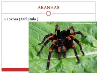 ARANHAS
 Lycosa ( tarântula )
 