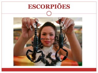 ESCORPIÕES
 