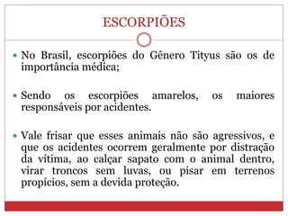 ESCORPIÕES
 No Brasil, escorpiões do Gênero Tityus são os de
importância médica;
 Sendo os escorpiões amarelos, os maiores
responsáveis por acidentes.
 Vale frisar que esses animais não são agressivos, e
que os acidentes ocorrem geralmente por distração
da vítima, ao calçar sapato com o animal dentro,
virar troncos sem luvas, ou pisar em terrenos
propícios, sem a devida proteção.
 