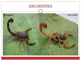 ESCORPIÕES
 