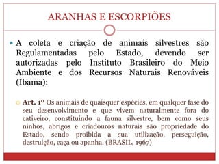 ARANHAS E ESCORPIÕES
 A coleta e criação de animais silvestres são
Regulamentadas pelo Estado, devendo ser
autorizadas pelo Instituto Brasileiro do Meio
Ambiente e dos Recursos Naturais Renováveis
(Ibama):
 Art. 1º Os animais de quaisquer espécies, em qualquer fase do
seu desenvolvimento e que vivem naturalmente fora do
cativeiro, constituindo a fauna silvestre, bem como seus
ninhos, abrigos e criadouros naturais são propriedade do
Estado, sendo proibida a sua utilização, perseguição,
destruição, caça ou apanha. (BRASIL, 1967)
 