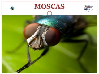 MOSCAS
 