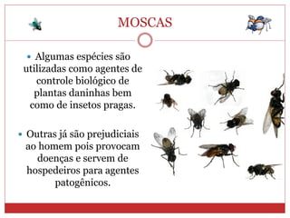 MOSCAS
 Algumas espécies são
utilizadas como agentes de
controle biológico de
plantas daninhas bem
como de insetos pragas.
 Outras já são prejudiciais
ao homem pois provocam
doenças e servem de
hospedeiros para agentes
patogênicos.
 