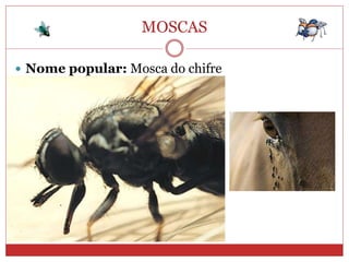 MOSCAS
 Nome popular: Mosca do chifre
 