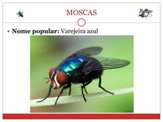 MOSCAS
 Nome popular: Varejeira azul
 
