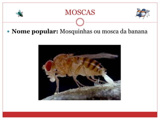MOSCAS
 Nome popular: Mosquinhas ou mosca da banana
 