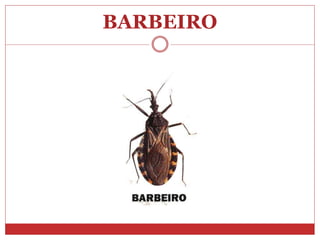BARBEIRO
 