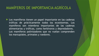 roedores plagas 2.pptx, ratas y ratones roedores | PPTX