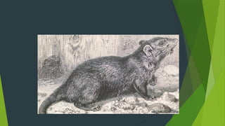 roedores plagas 2.pptx, ratas y ratones roedores | PPTX