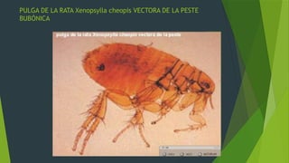roedores plagas 2.pptx, ratas y ratones roedores | PPTX
