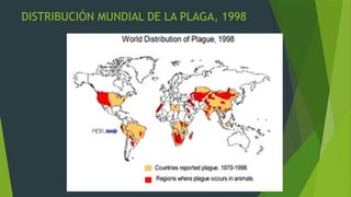 roedores plagas 2.pptx, ratas y ratones roedores | PPTX