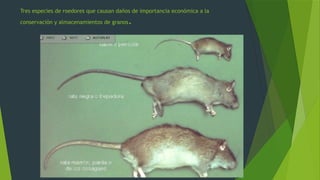 roedores plagas 2.pptx, ratas y ratones roedores | PPTX