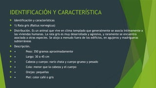 roedores plagas 2.pptx, ratas y ratones roedores | PPTX