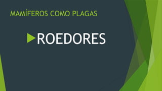 roedores plagas 2.pptx, ratas y ratones roedores | PPTX