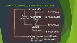 roedores plagas 2.pptx, ratas y ratones roedores | PPTX