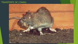roedores plagas 2.pptx, ratas y ratones roedores | PPTX