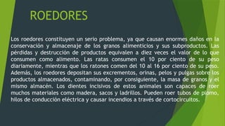 roedores plagas 2.pptx, ratas y ratones roedores | PPTX