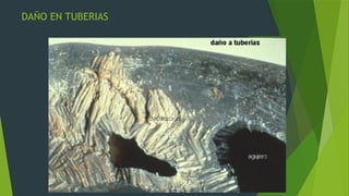 roedores plagas 2.pptx, ratas y ratones roedores | PPTX