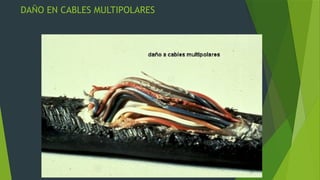roedores plagas 2.pptx, ratas y ratones roedores | PPTX